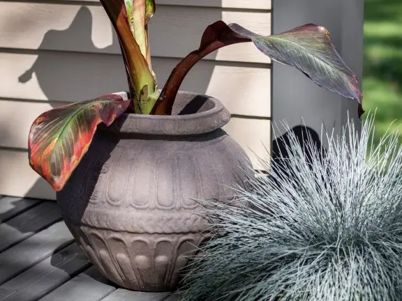 plants on grey garden deck