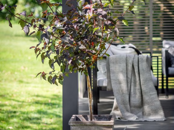 plant box on garden deck