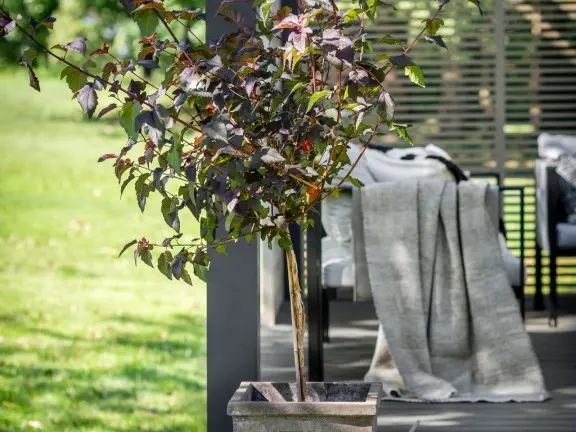 plant box on garden deck