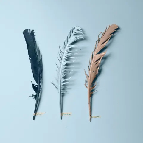 Tikkurila Color Now 2021 - kolekcja kolorów